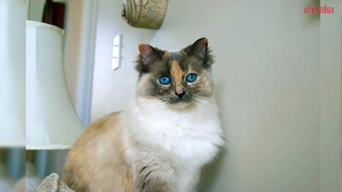 Georgia Family Discovers Pet Cat Survived After Paid Euthanasia