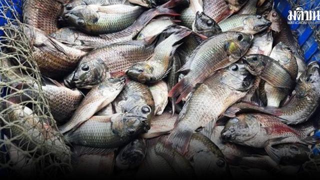 Blackchin Tilapia Infestation Spreads to 21 Provinces