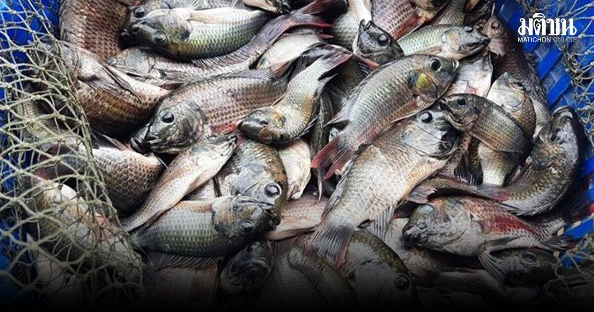 Blackchin Tilapia Infestation Spreads to 21 Provinces