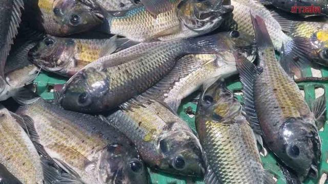 Thai Government Launches Task Force to Combat Blackchin Tilapia Infestation