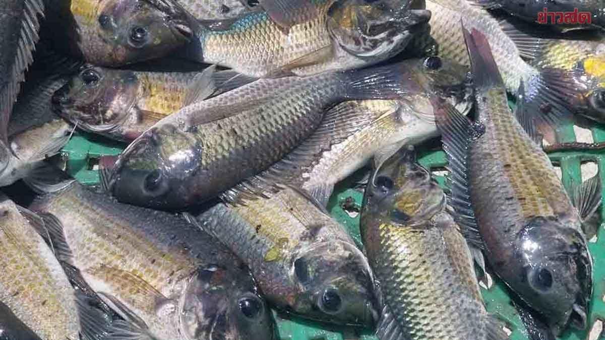 Thai Government Launches Task Force to Combat Blackchin Tilapia Infestation