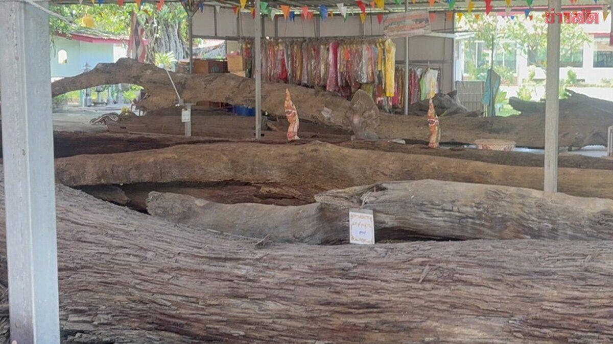 Traditional Takian Tree Ceremony Held at Ang Thong Temple