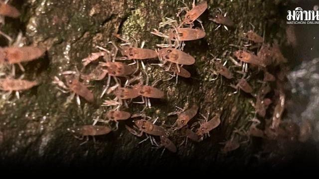 Il Centro Naturale di Ubon Ratchathani si prepara per la 'Parata dei Gamberi' annuale