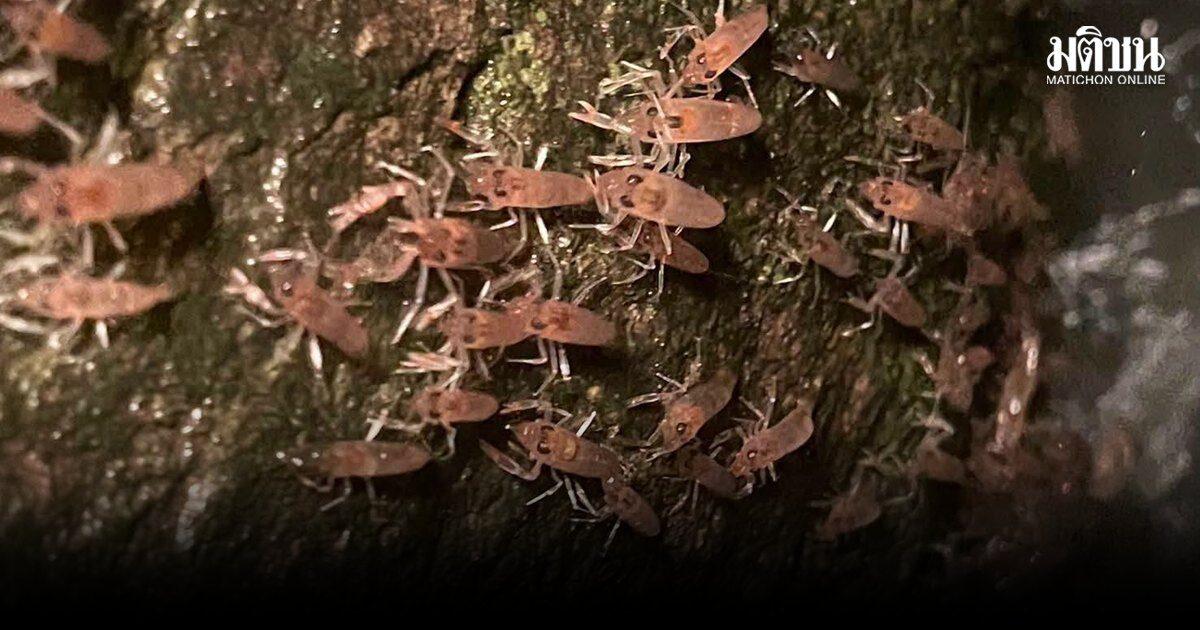Il Centro Naturale di Ubon Ratchathani si prepara per la 'Parata dei Gamberi' annuale