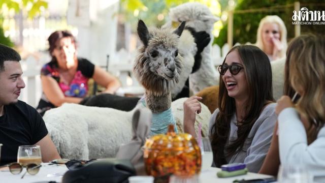 Alpaca Café Gains Popularity in Serbia