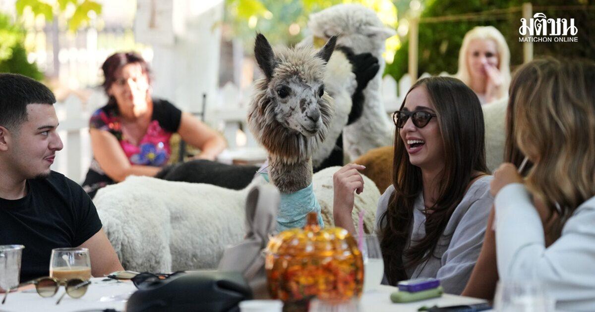 Alpaca Café Gains Popularity in Serbia