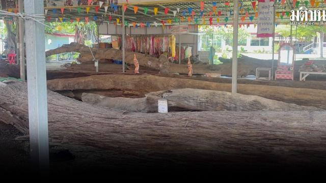 La communauté locale se rassemble pour un rituel traditionnel autour des arbres Takian au Wat Mai Khok Marum