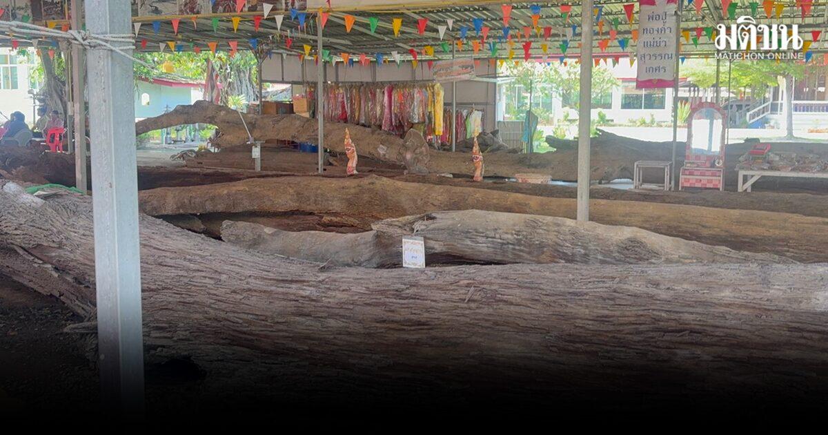 La communauté locale se rassemble pour un rituel traditionnel autour des arbres Takian au Wat Mai Khok Marum