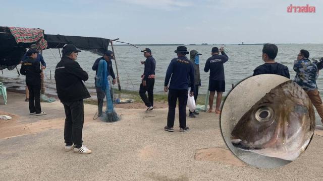 Détection de tilapias à ventre noir dans le barrage de Lam Pao