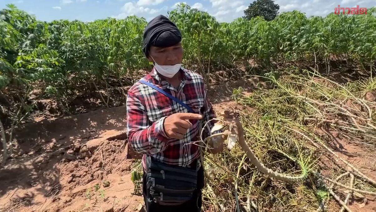 Un agriculteur d'Uthai Thani confronté à une double épreuve après un vol