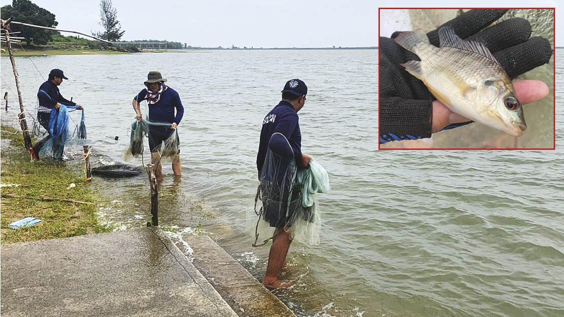 Thailändische Regierung verstärkt Bemühungen zur Bekämpfung der Tilapia-Plage