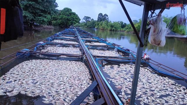 Post-Flood Water Crisis Causes Massive Fish Die-off in Prachin Buri