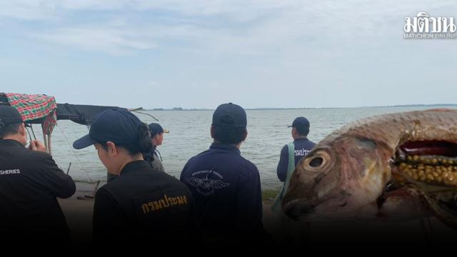 Blackchin Tilapia Detected in Lam Pao Dam, Kalasin