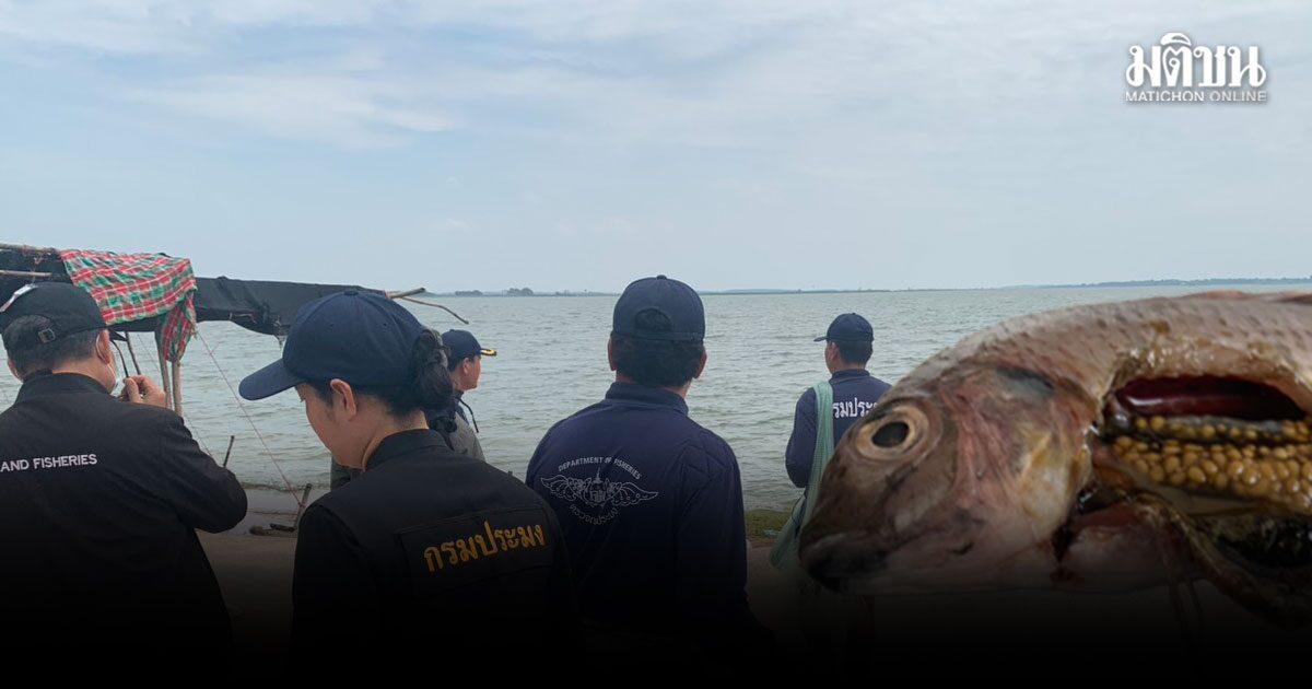 Blackchin Tilapia Detected in Lam Pao Dam, Kalasin