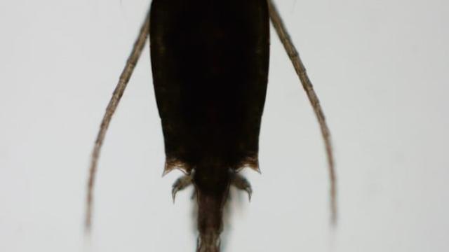New Microscopic Species Discovered in Thailand