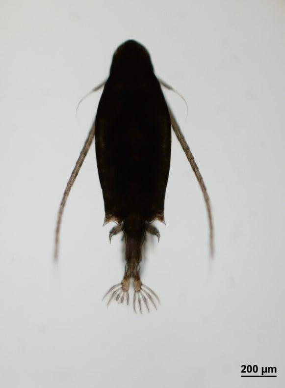 New Microscopic Species Discovered in Thailand