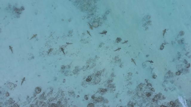 L'ecosistema di Maya Bay mostra una notevole ripresa con una grande popolazione di squali