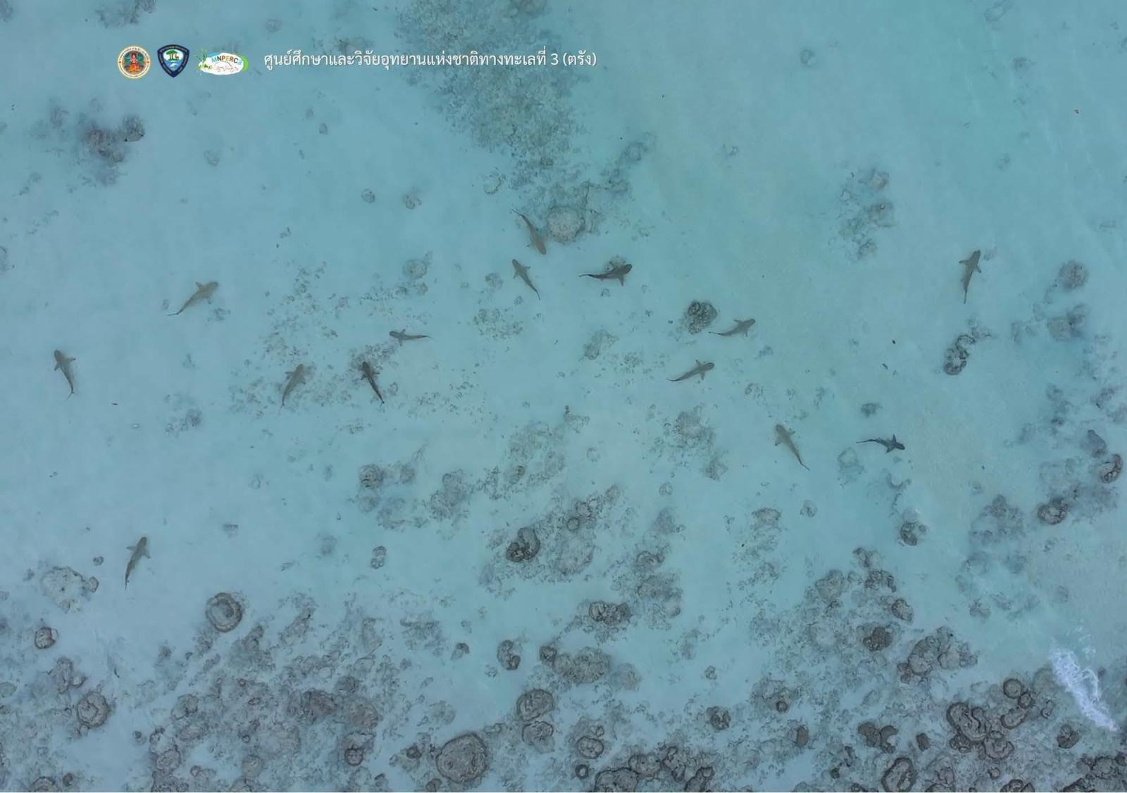 L'ecosistema di Maya Bay mostra una notevole ripresa con una grande popolazione di squali