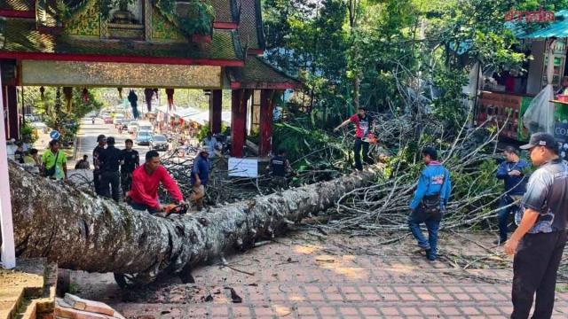 Pinheiro gigante cai no Wat Phra That Doi Suthep