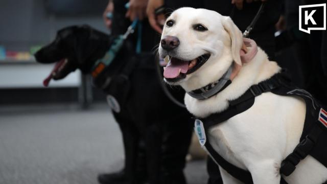 Les chiens royaux MI6 et Natasha se préparent à la certification internationale de sauvetage
