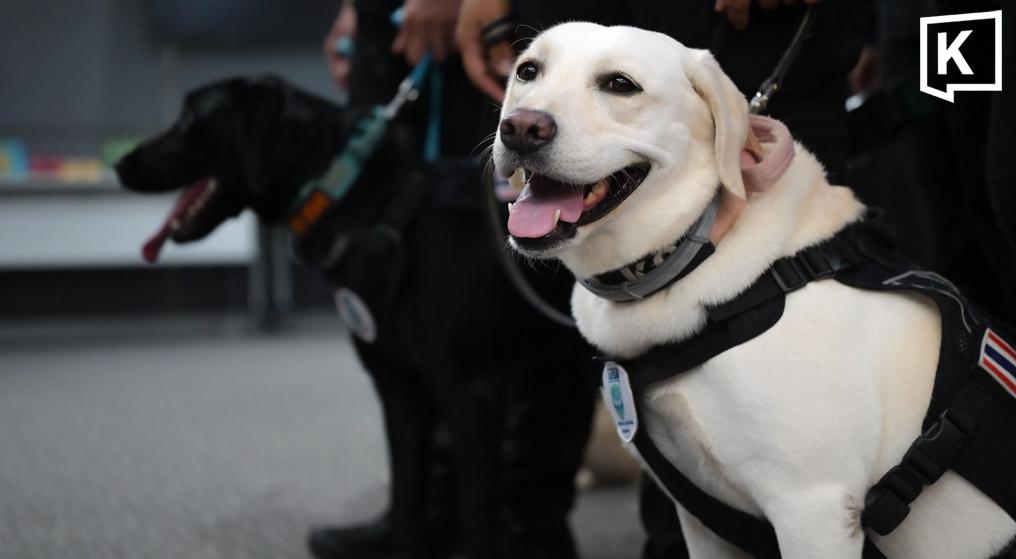Les chiens royaux MI6 et Natasha se préparent à la certification internationale de sauvetage