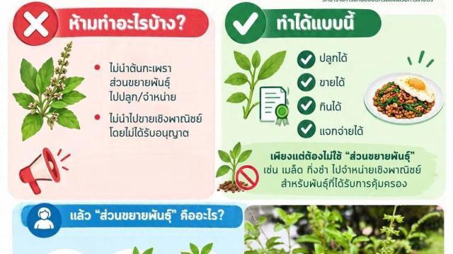 Ministry of Agriculture Clarifies Holy Basil Protection Status