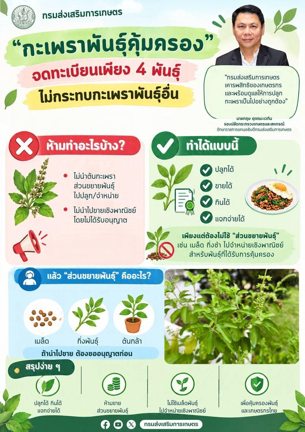 Ministry of Agriculture Clarifies Holy Basil Protection Status