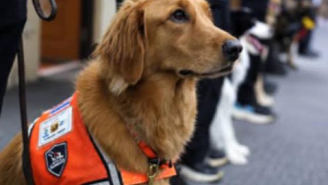 Departamento de Prevenção e Mitigação de Desastres da Tailândia inicia treinamento de resgate K9