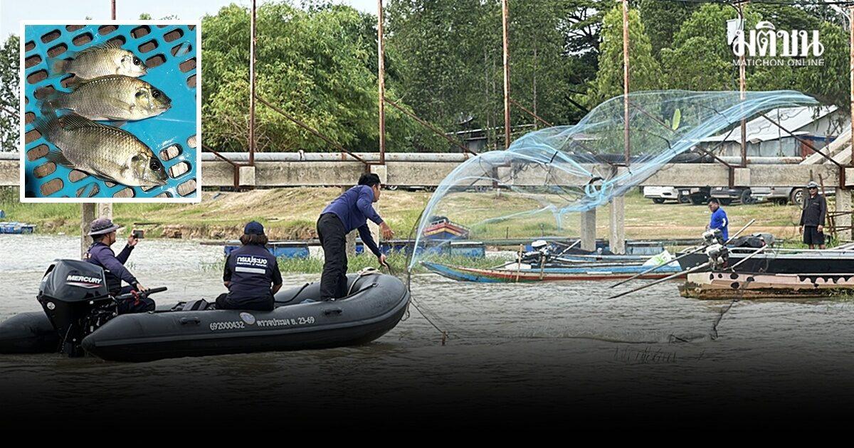 Black-chinned Tilapia Detected in Kalasin’s Lam Pao Dam