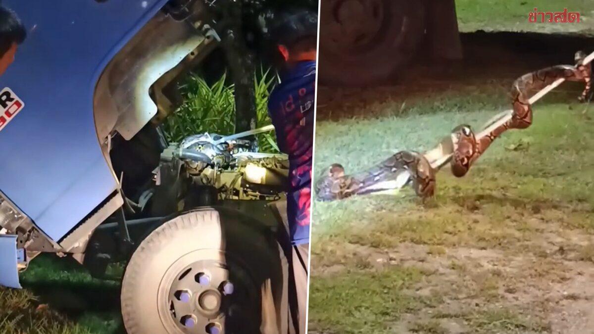 Python Discovered in Phuket Songthaew Engine Bay