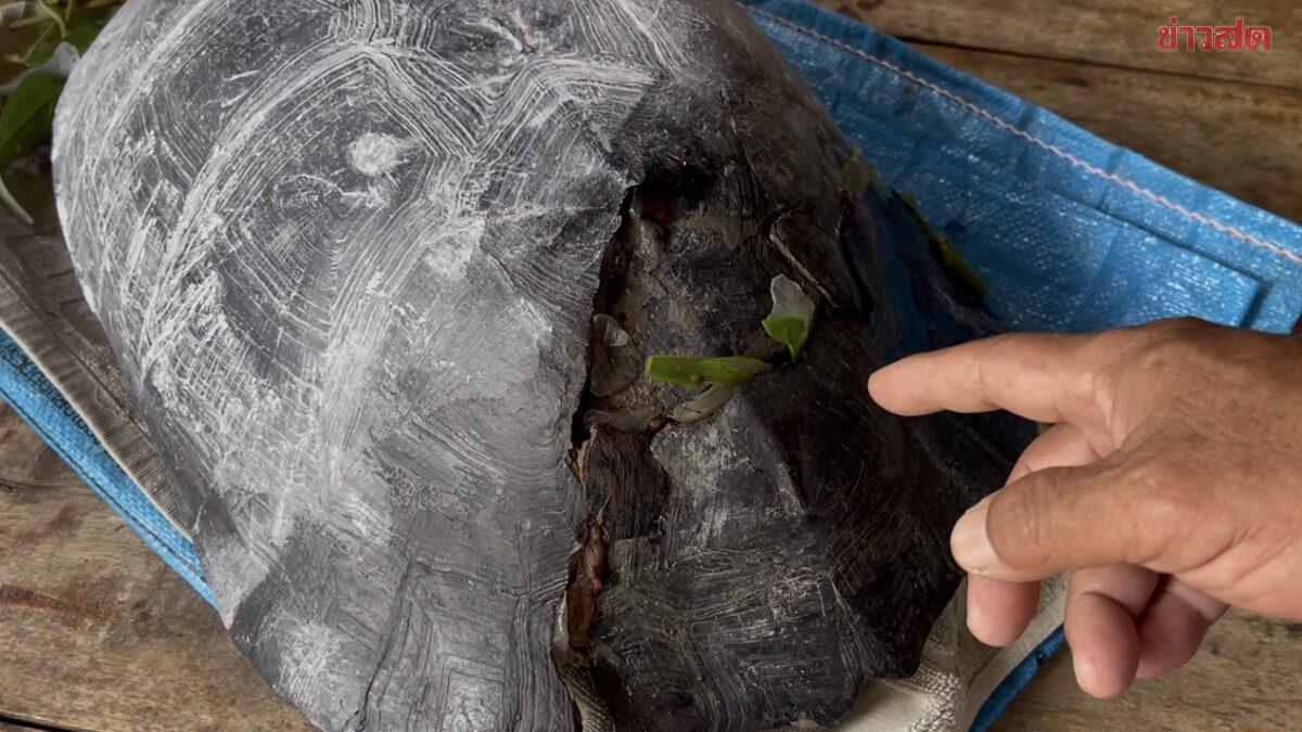 Injured Century-Old Turtle Found in Chai Nat