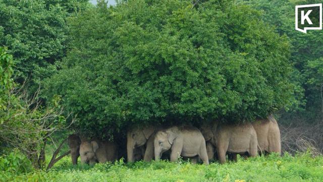 Wild Elephants Seek Shelter During Rainfall in Kui Buri National Park