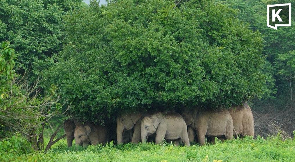 Wild Elephants Seek Shelter During Rainfall in Kui Buri National Park