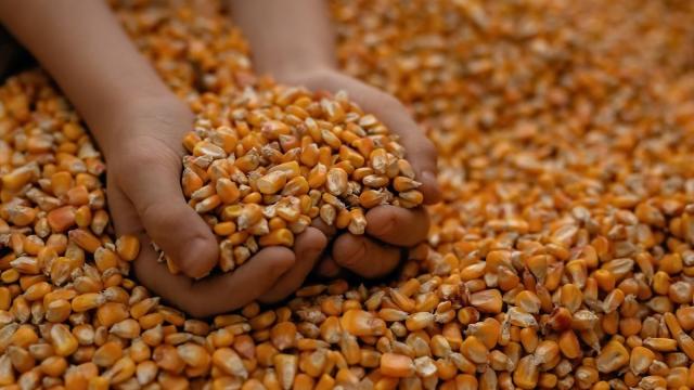 Thai Feed Mill Association Denies GMO Corn Import Deal