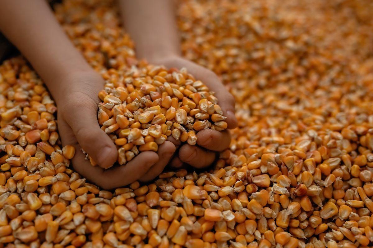 Thai Feed Mill Association Denies GMO Corn Import Deal