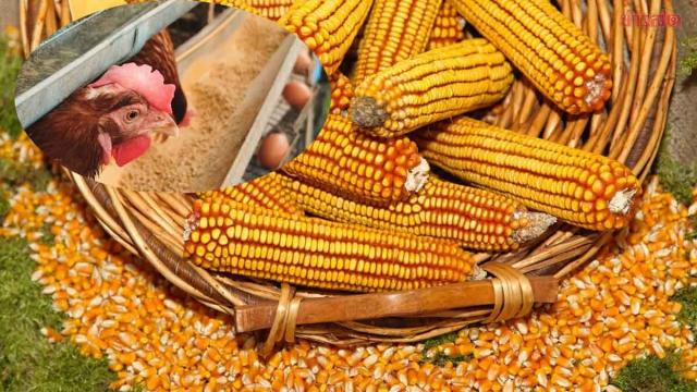Thai Feed Mill Association Clarifies GMO Corn Import MOU