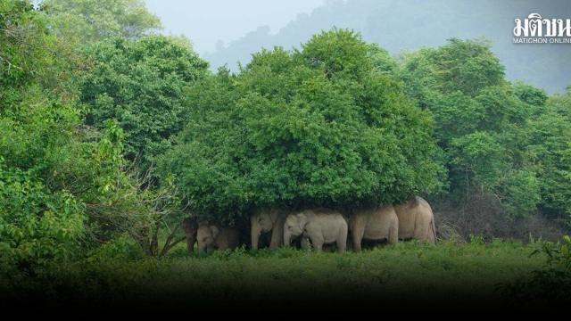 Rare Sighting of Kui Buri Wild Elephants Seeking Shelter