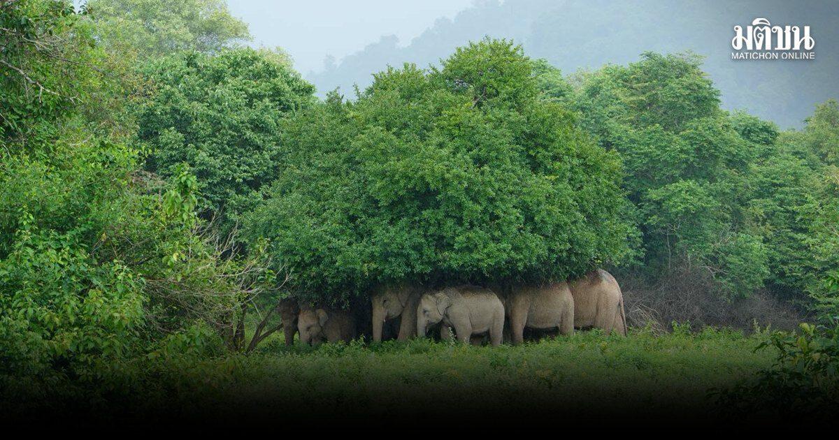 Rare Sighting of Kui Buri Wild Elephants Seeking Shelter