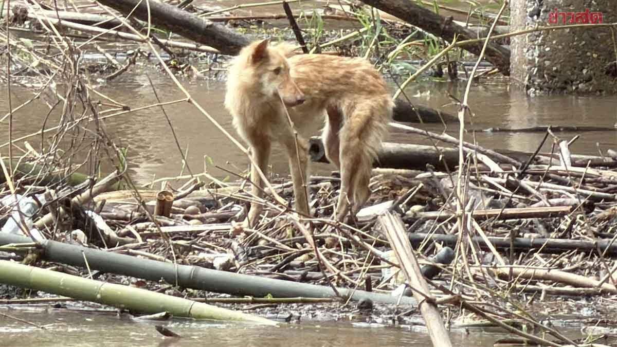 Equipe de resgate salva cão de rua preso em rio em Nakhon Nayok