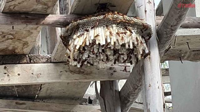 Découverte d'un nid de guêpes rare dans un temple de Buriram avant une cérémonie