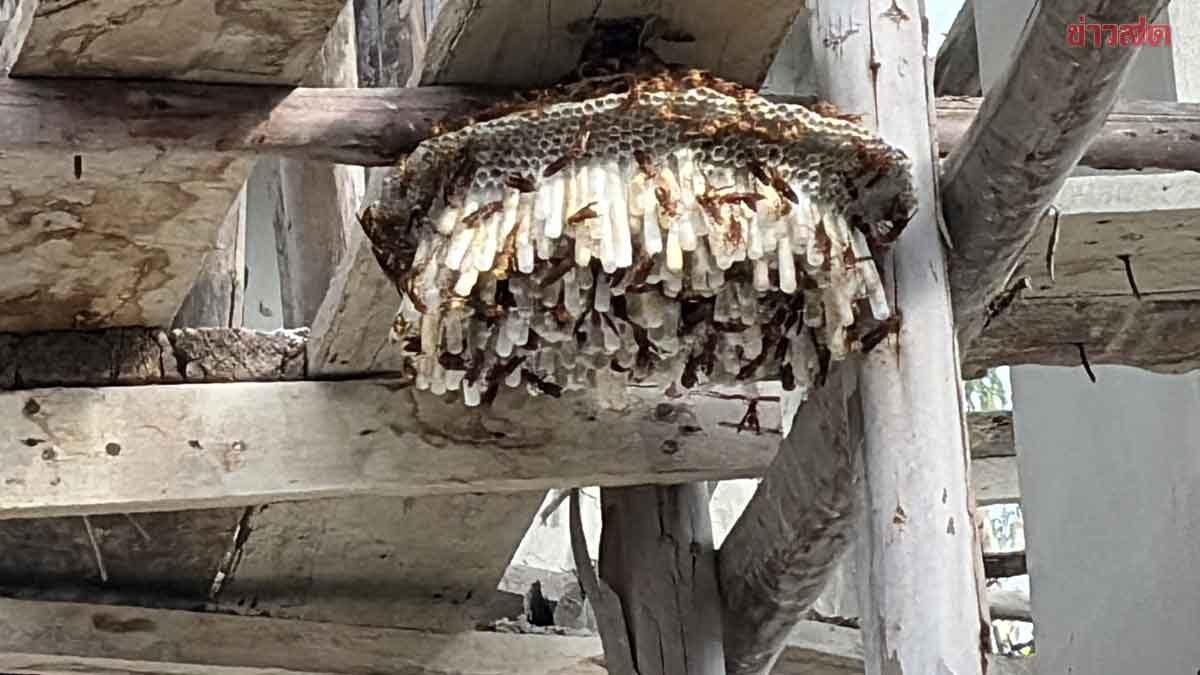 Découverte d'un nid de guêpes rare dans un temple de Buriram avant une cérémonie