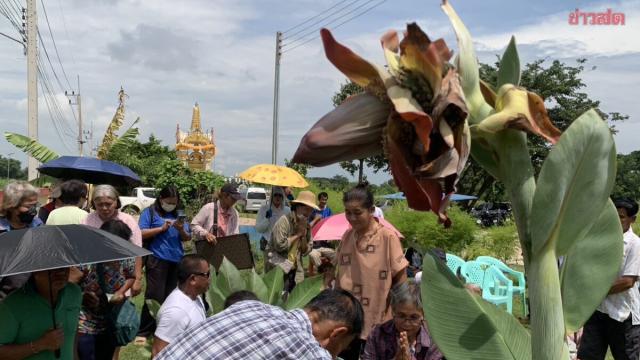 Un bananier inhabituel attire les foules à Kamphaeng Phet