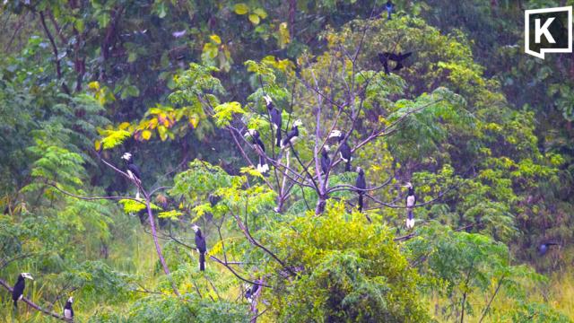 Large Flock of Hornbills Spotted at Khao Yai Villa