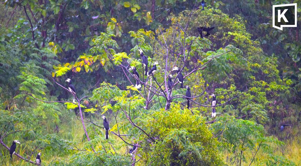 Large Flock of Hornbills Spotted at Khao Yai Villa