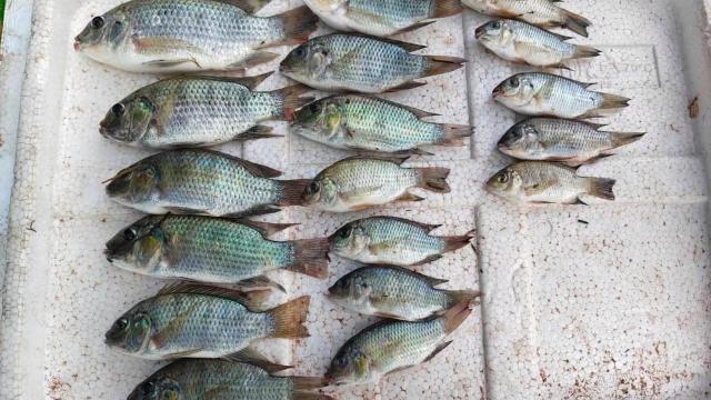 La présence de tilapia à tête noire dans le barrage de Lam Pao suscite des inquiétudes écologiques