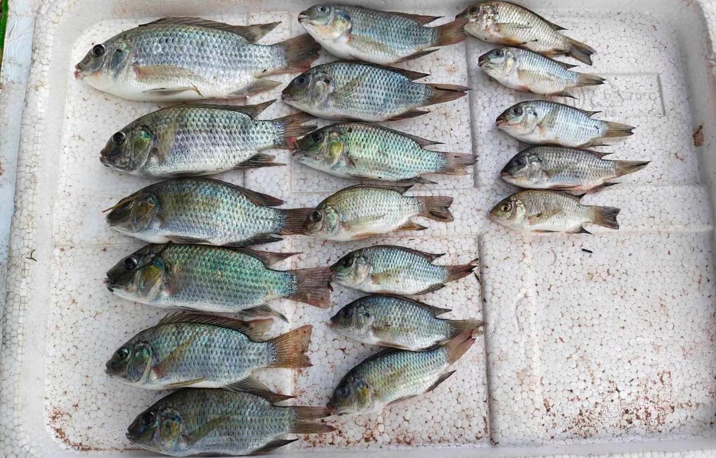 La présence de tilapia à tête noire dans le barrage de Lam Pao suscite des inquiétudes écologiques