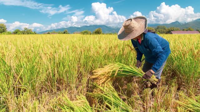 La Thaïlande lance le système d'IA « Near Harvest » pour stabiliser les prix agricoles