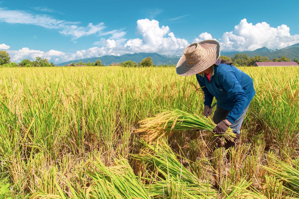 La Thaïlande lance le système d'IA « Near Harvest » pour stabiliser les prix agricoles