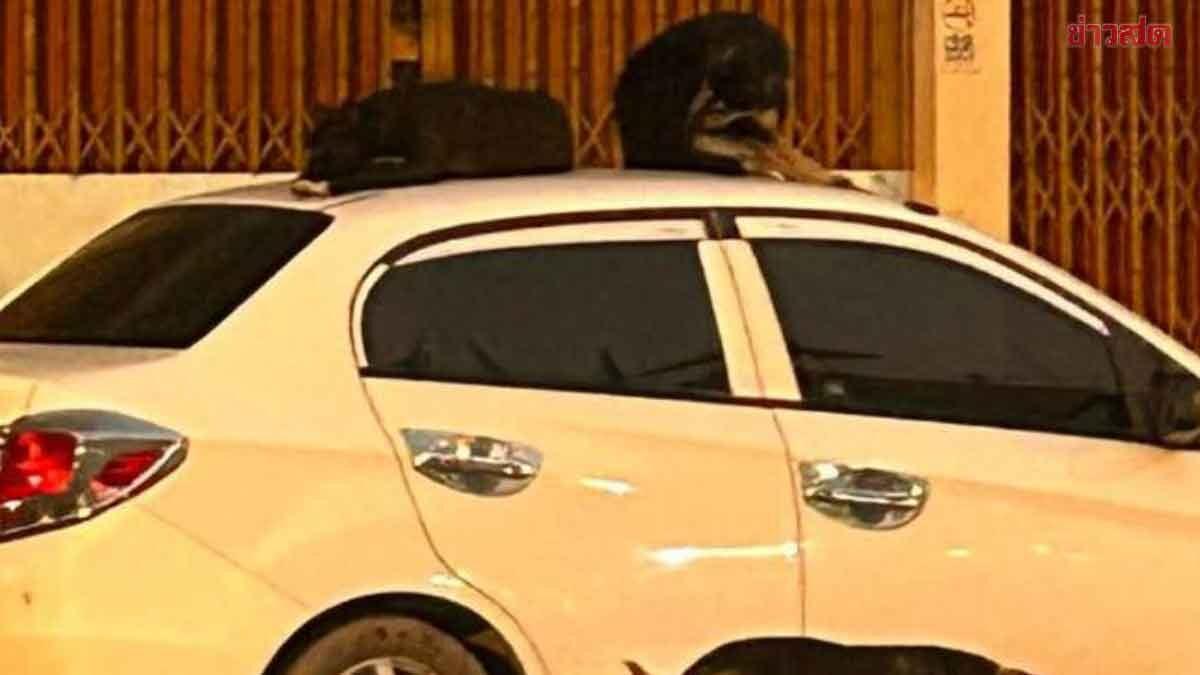Cães vadios são vistos descansando sobre tetos de veículos em Phetchabun
