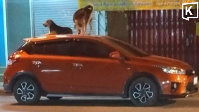 Stray Dogs Found Napping on Parked Cars in Phetchabun